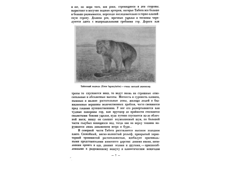 Тибетский медведь (Ursus lagomyiarius) - очень светлый экземпляр.