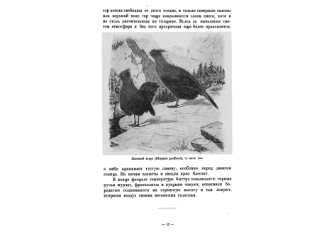 Зеленый всэре (Ithaginis geoffroyi), 1/6 настоящей величины.