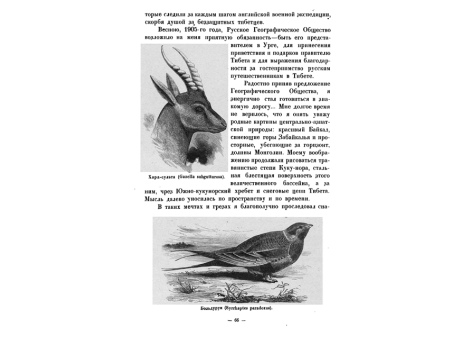 Хара-сульта (Gazella subgutturosa).