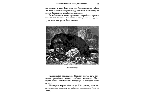 Морская выдра.