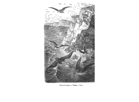 Морской орел. - Чайка. - Гага.