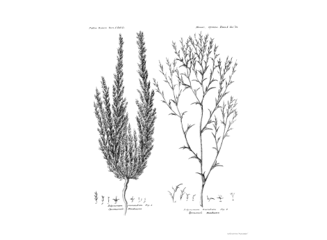 Том I. Таб. D. Однотычной Поликнем. Третычной Поликнем.