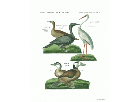 Том II. Таб.G. Малорослый морской ворон. Таб.H. Anas mersa. Таб.J. Grus. Leucogeranos.