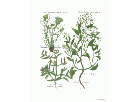 Том II. Таб.L. Малородный змееголовик. Восточная Руманица.