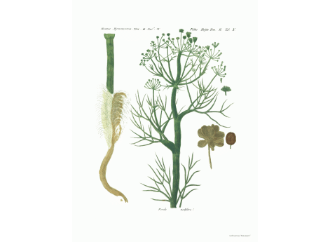 Том II. Таб.N.  Ferula nodiflora.