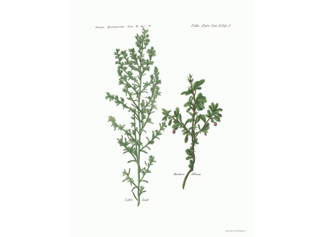 Том II. Таб.P. Salfota lanata. Berberis Sibirica.