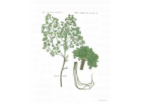 Том II. Таб.X.  Astragatus amodytes.