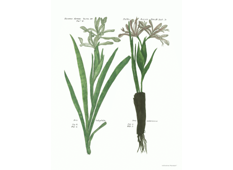 Том III. Таб.B.  Iris halophila. Iris pentricosa.