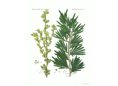 Том III. Таб.J. Ribes diacantha. Rhamnus erythroxytum.