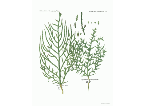 Том III. Таб.M. Salsola monandra. Polycnemum sclerospermum.