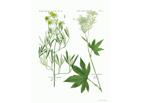 Том III. Таб.Q.  Clematis hexapetala. Spirea palmata.