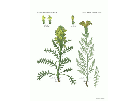 Том III. Таб.R. Pedicularis Flava. Pedicularis striata.