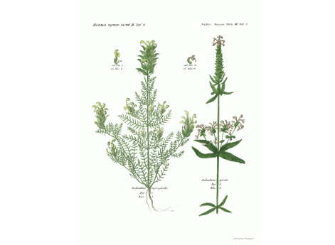 Том III. Таб.S. Pedicularis myriophylla. Pedicularis spicata.