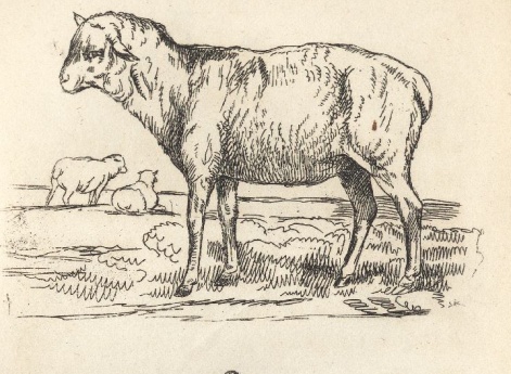 Иллюстрации к рассказу «Овца» в книге