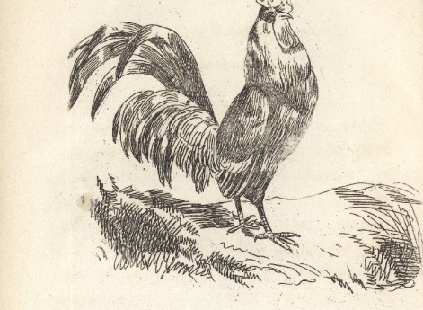 Иллюстрации к рассказу «Петух» в книге