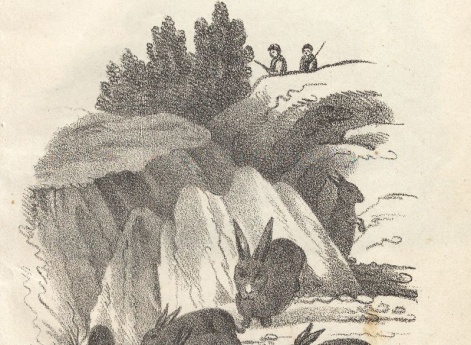 Кролики. Иллюстрация в книге