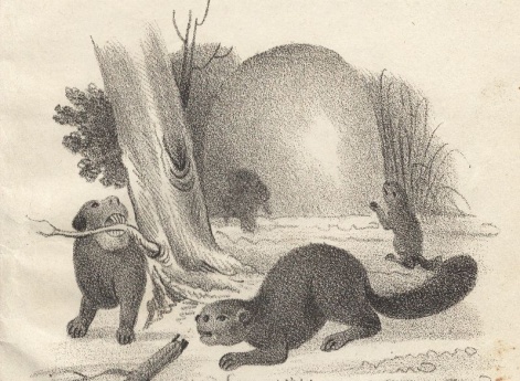 Бобры. Иллюстрация в книге