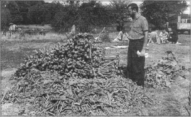 Раскопки в Волыни www.starwon.com.au/~korey/Wolyn%2043.htm