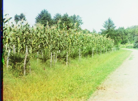 Кутаисская губерния, Батумский округ, Чаква. Кукуруза.