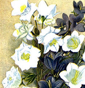 Белые колокольчики