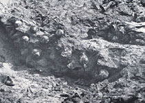 Трупы в стене